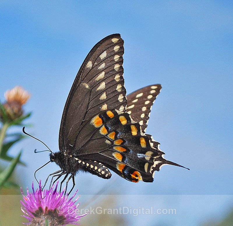 Black Swallowtail - Butterflies & Moths of Atlantic Canada