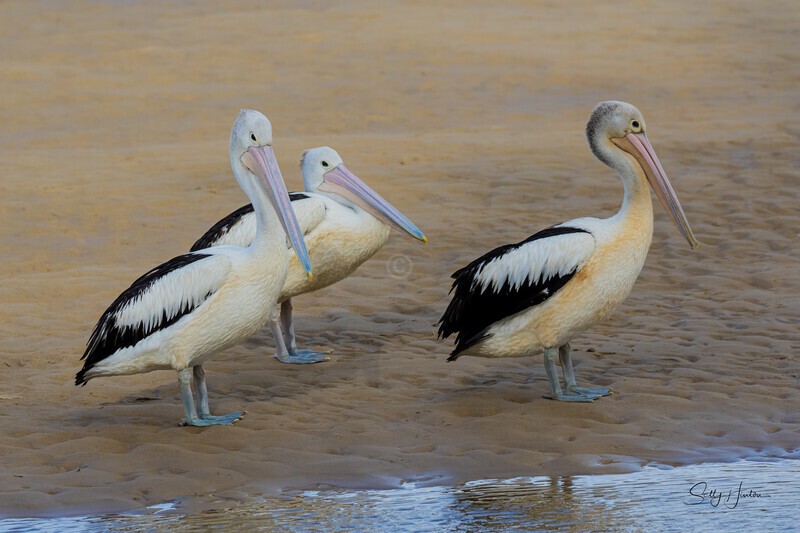 0A3A6337 - Pelicans