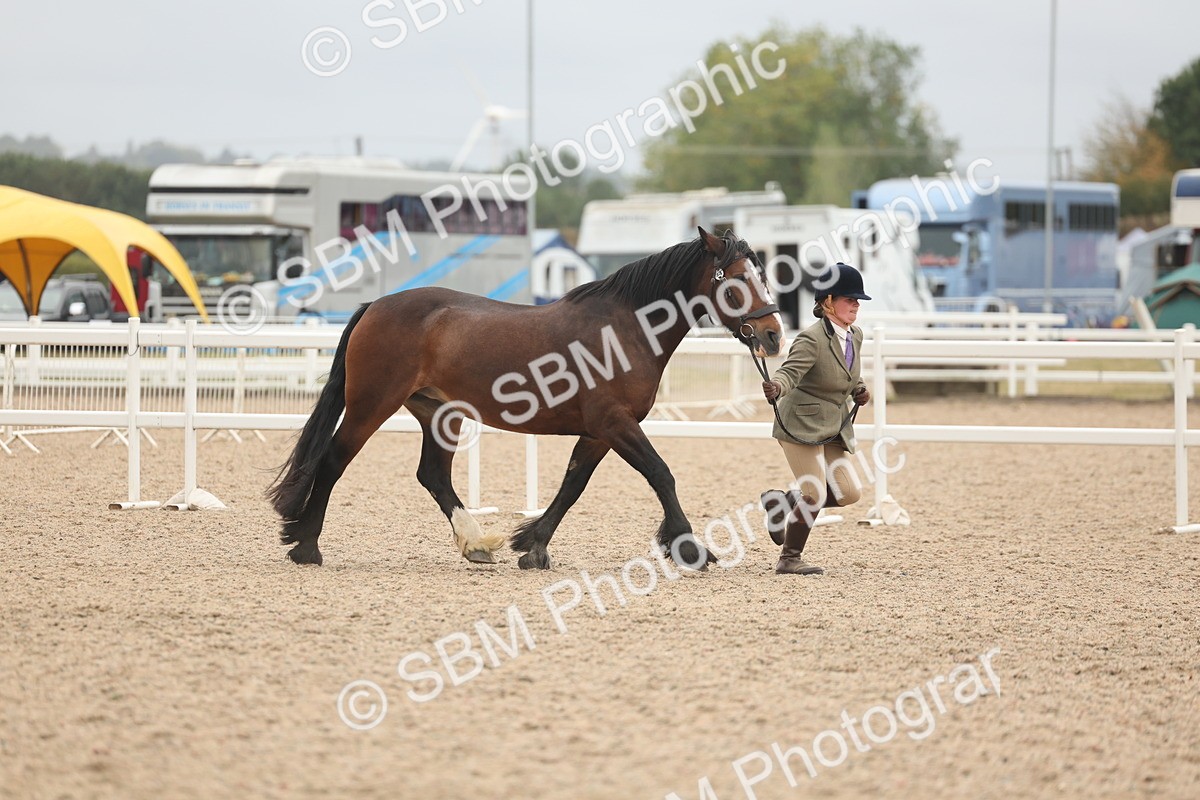 SBM_19834 - Class 318 - IH Part Bred Horse-Pony