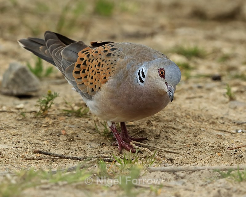 Turtle Dove looking for food, Otmoor RSPB - Turtle Dove