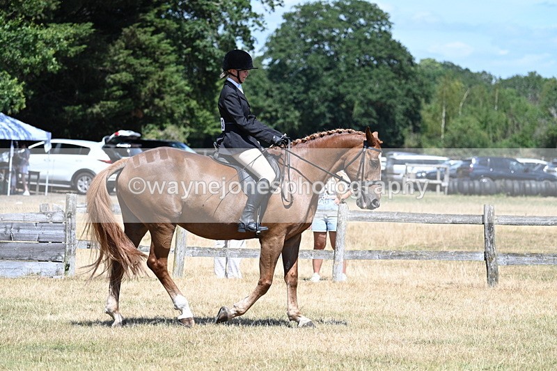 WJ7_2841 - Class 7 Riding Club Show Horse