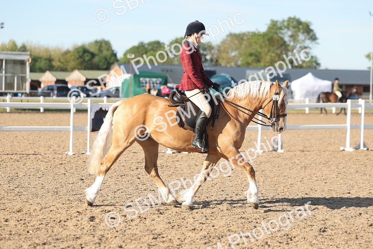 SBM_11013 - Class 302 - Ridden M&M Large Breeds