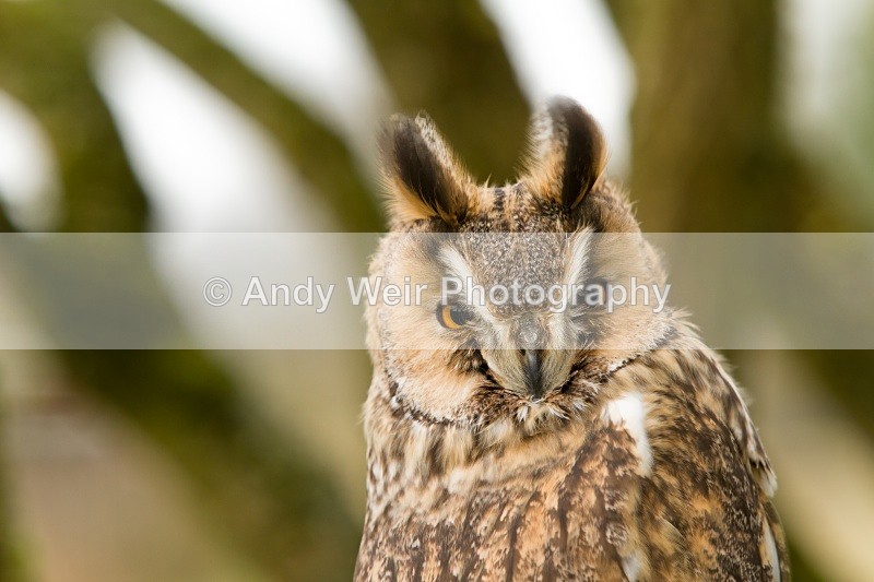 20110312-IMG_2338 - Long Eared Owl