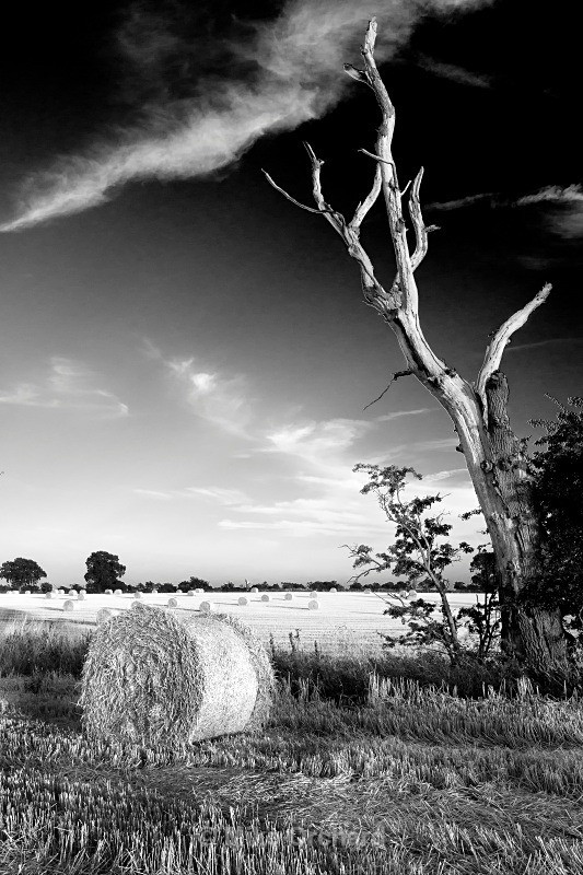 Harvest Bales - Suffolk - Landscapes