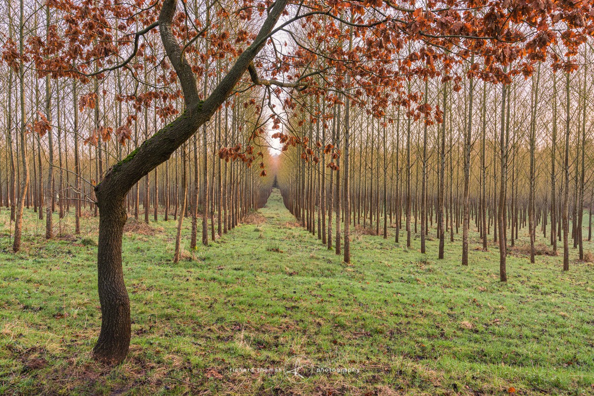 Oak and Poplar trees Winter - Order
