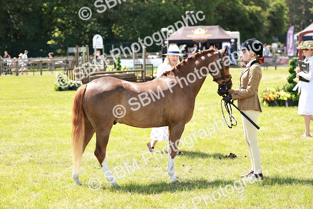 SBM_15679 - Class 108-109 - BSPS LIHS Open Gradle & Nursery Stakes