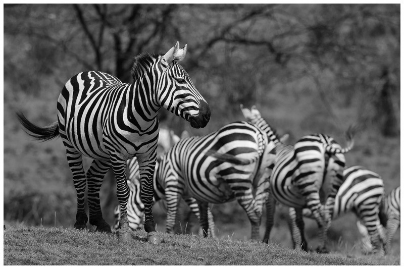 Harem - Nature in Black & White