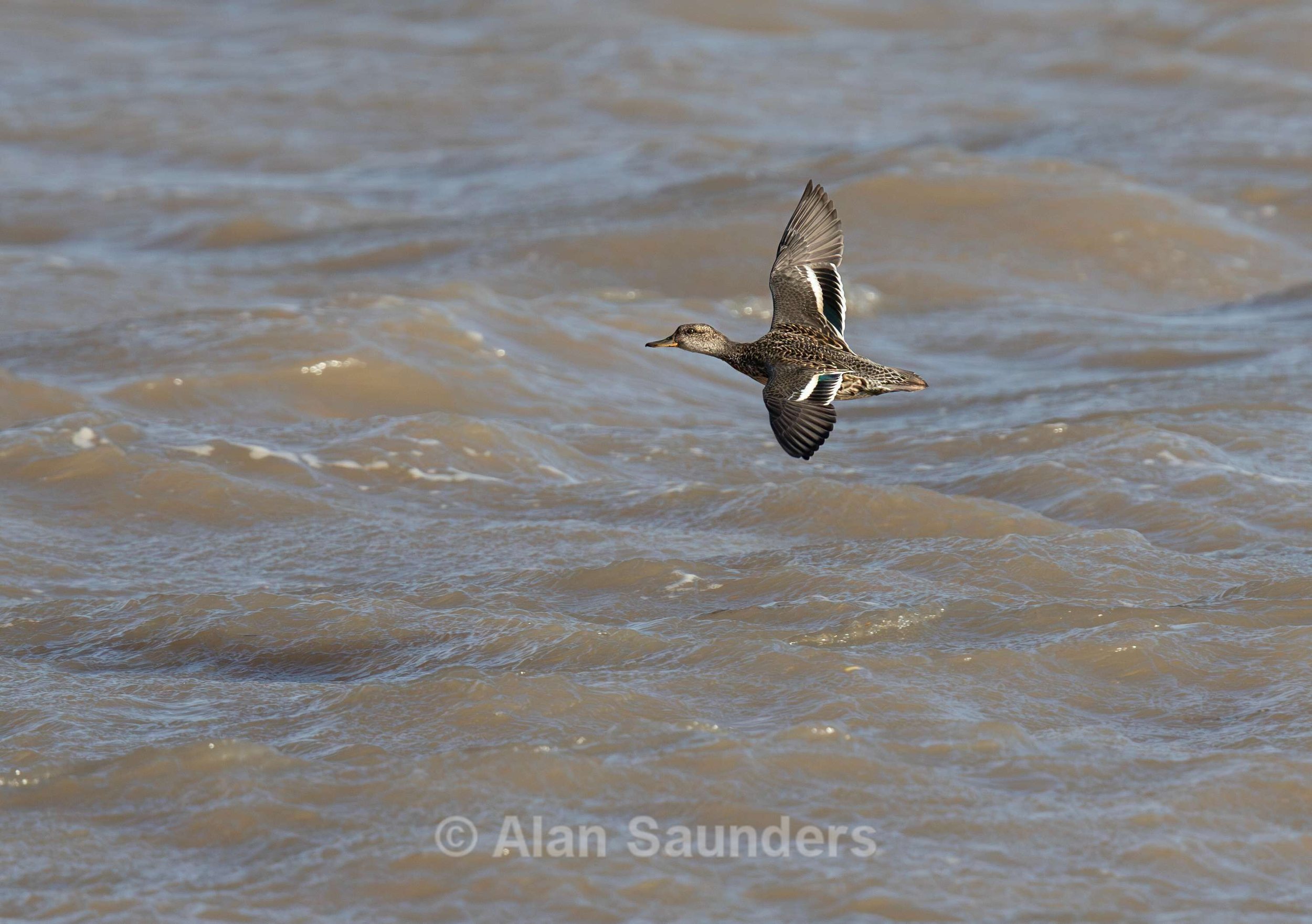 Eurasian Teal 6