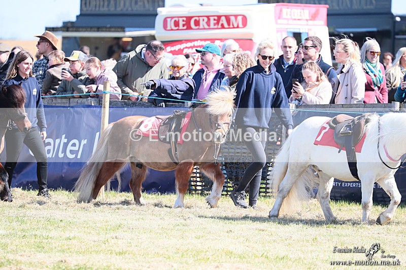 Shet 060426 18 - Shetland Pony Racing Paxford Races Easter Mon 06/04/26