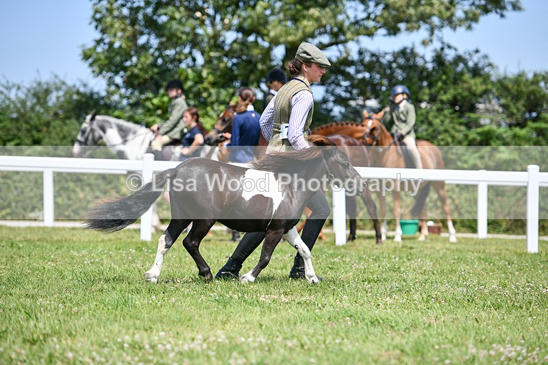 DSC_7338 - Class 62: Coloured Pony Youngstock