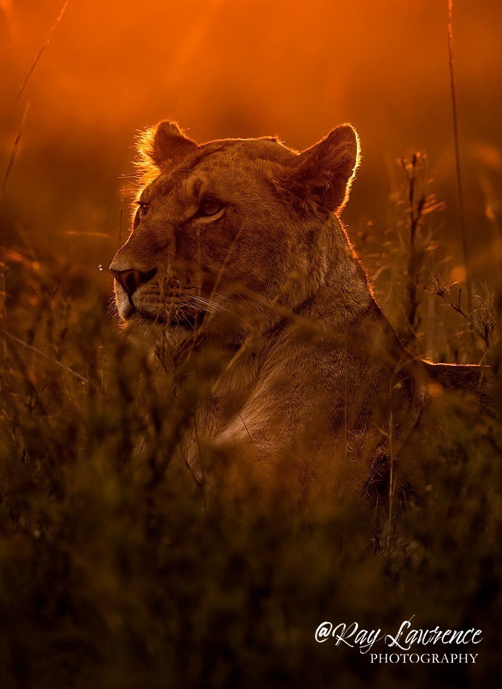 lioness dusk_RLP114741 - Colour Fine Art Wildlife