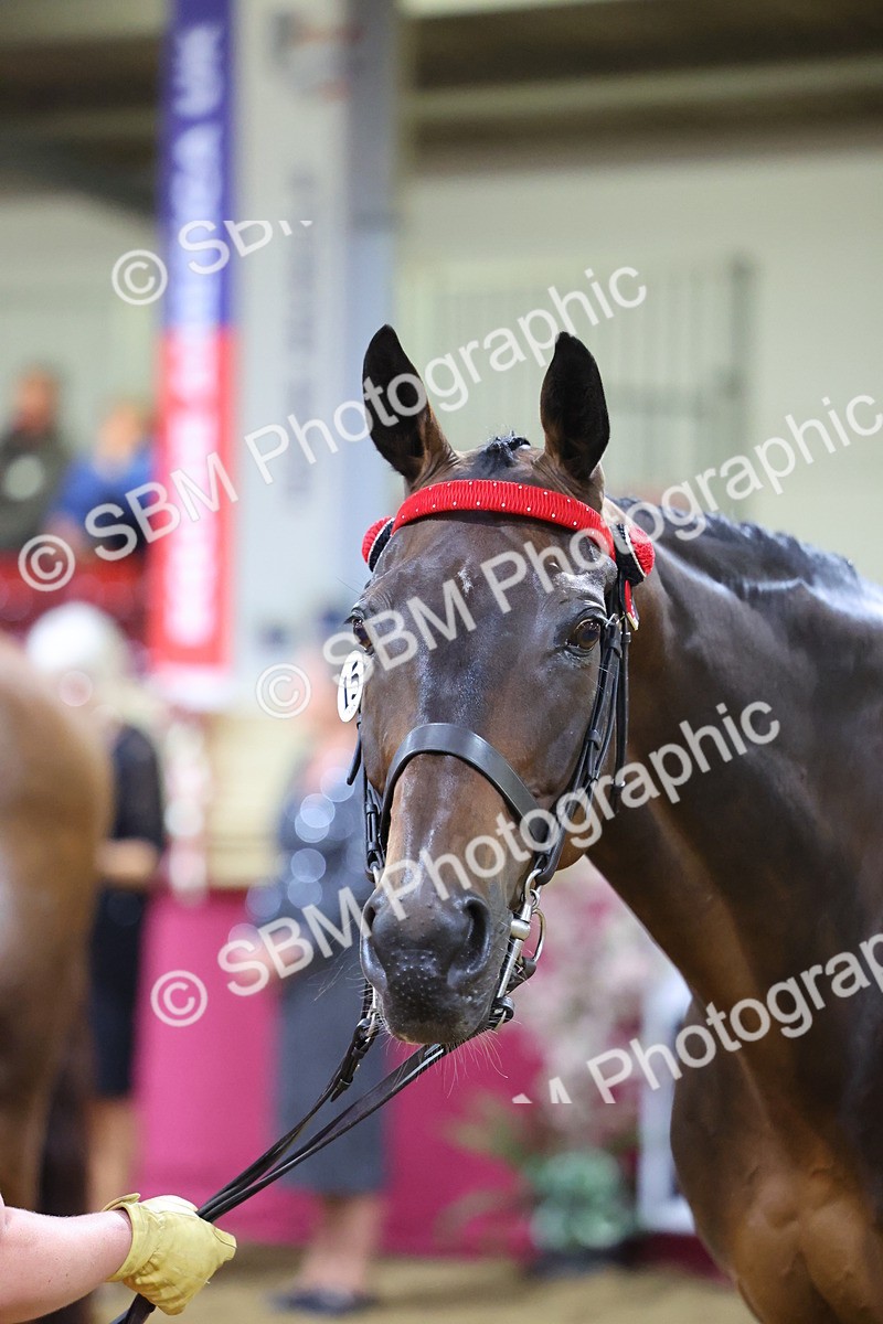SBM_19174 - Class I Competition/ Riding Club Champ
