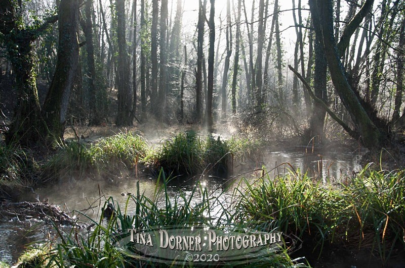 A Woodland Swamp at Cannop Ponds. Winter Landscape portfolio by Tina Dorner Photography,  Forest of Dean and Wye Valley, Gloucestershire