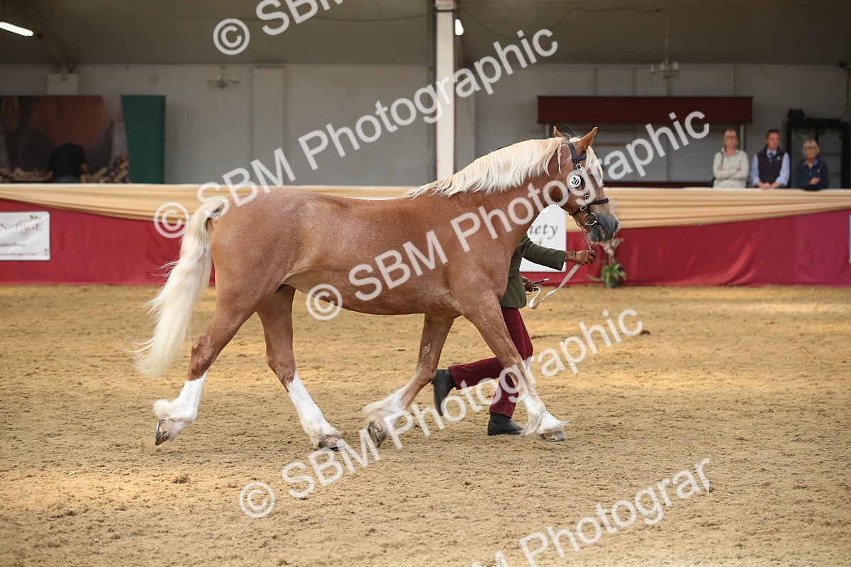 SBM_05343 - Class 8R - Regional IH Veteran