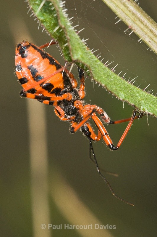  - Bugs: Macro insects