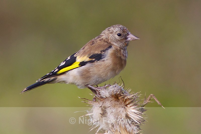 Goldfinch (juvenile) on Ashgrave at Otmoor - Goldfinch