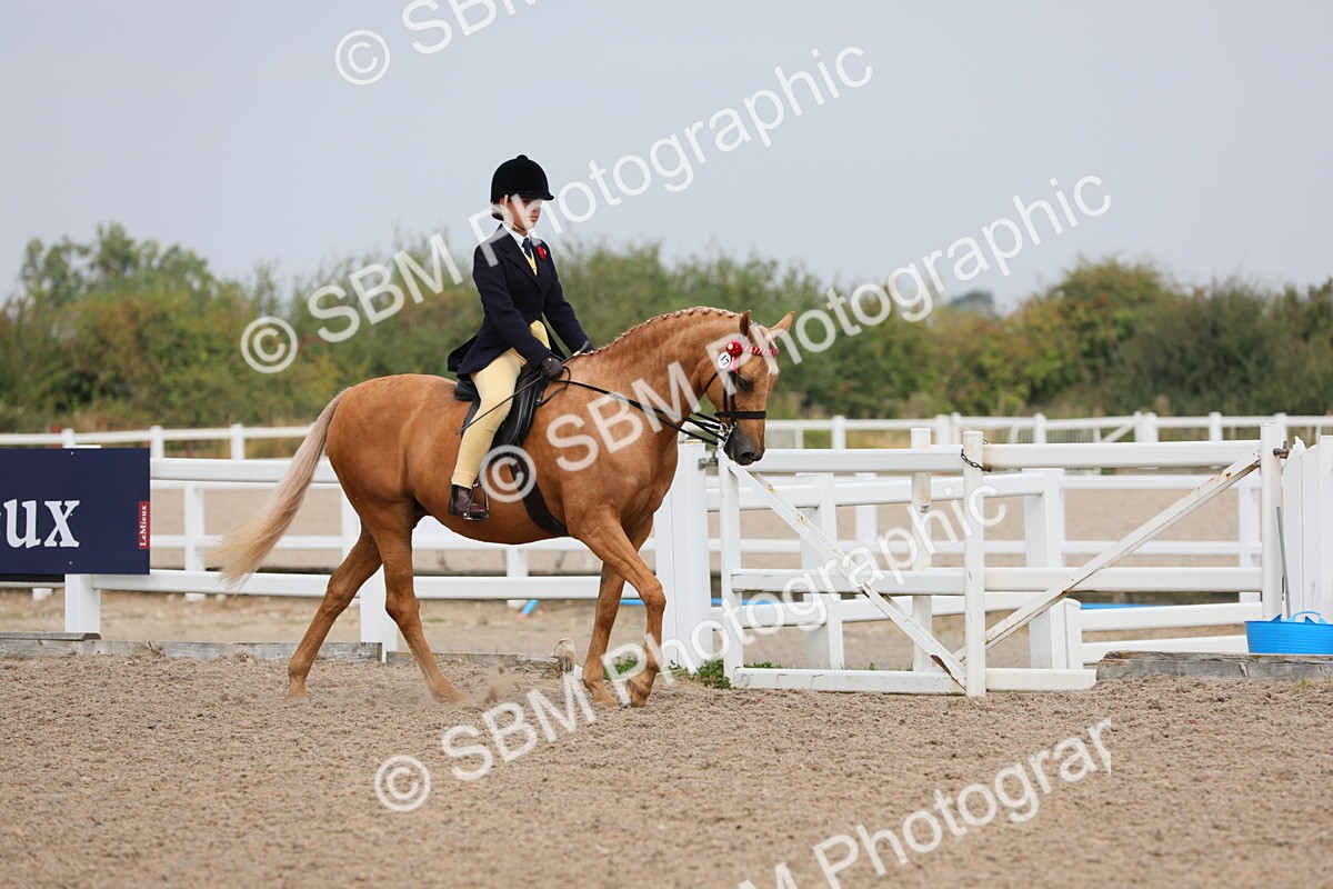 SBM_12657 - Class 307 Ridden Coloured Pony