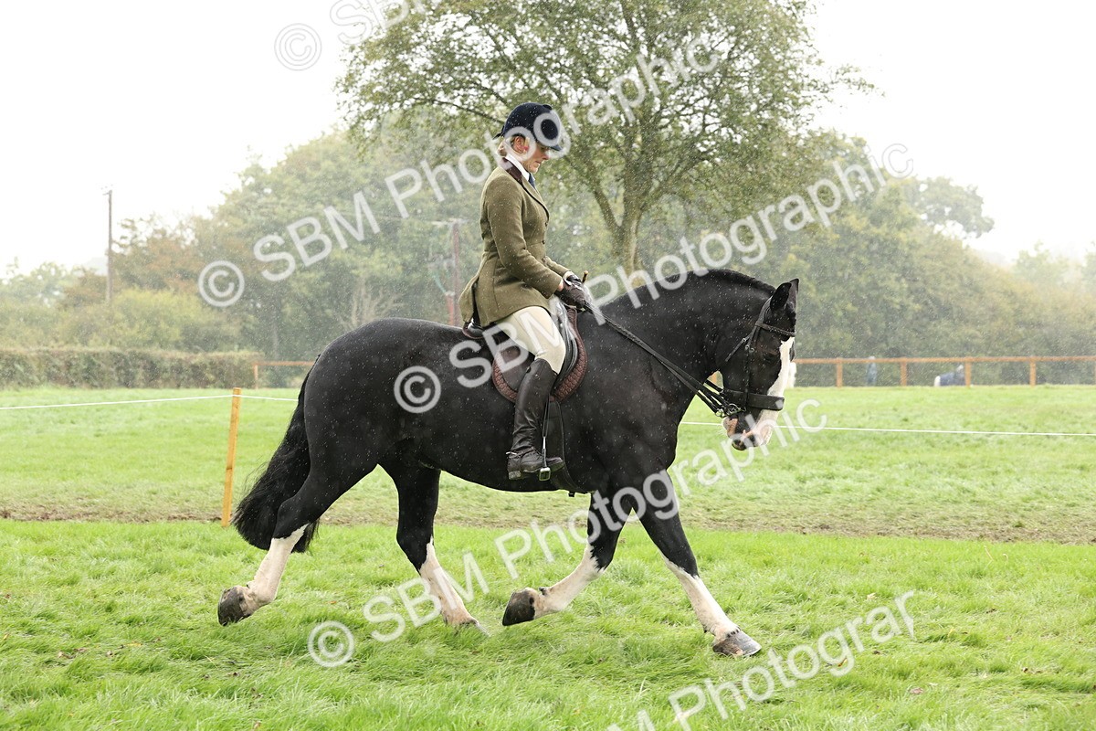 SBM_69786 - S69 - Show Cob Ridden