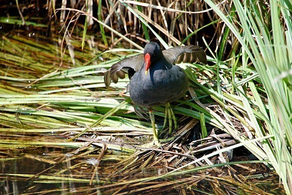 Moorhen - BIRDS & INSECTS