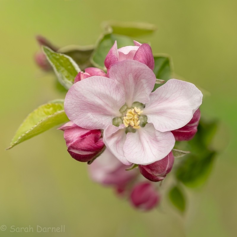 Apple Blossom 2026 - Greeting Cards