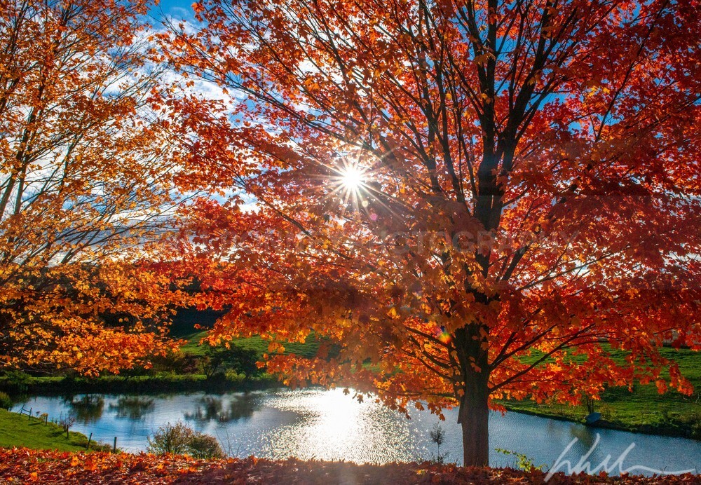 DSC_1915 - Autumn