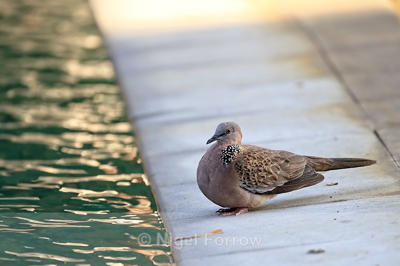 Spotted Dove resting by pool, Stranded Villas, Ubud, Bali - Spotted Dove