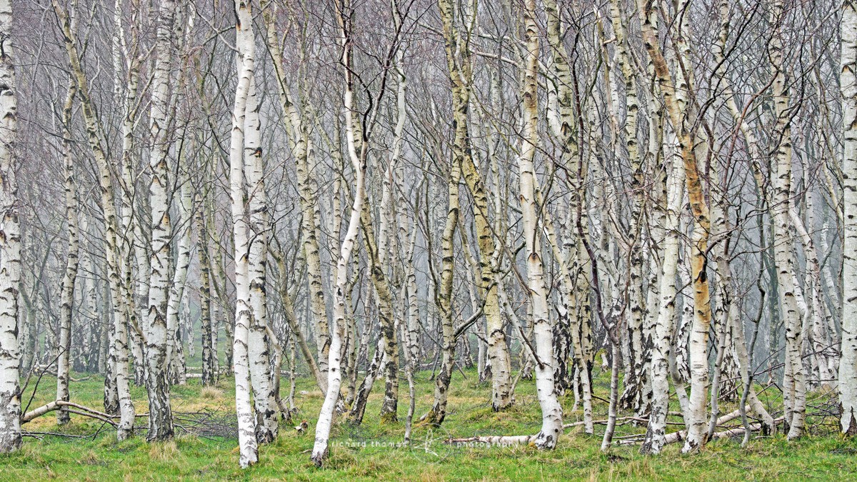 White woods III - Silver birch forest - Woodland