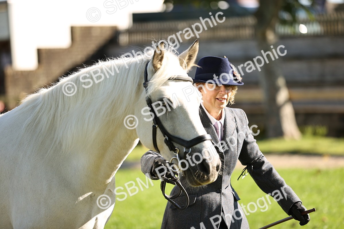 SBM_15930 - S1 - TSR in Hand Horse & Pony Showing