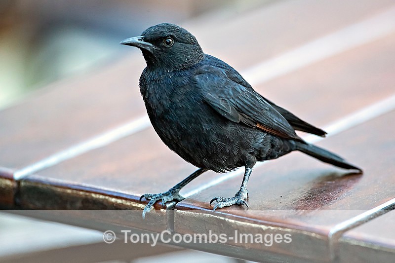 Pale-winged Starling - The Hoanib