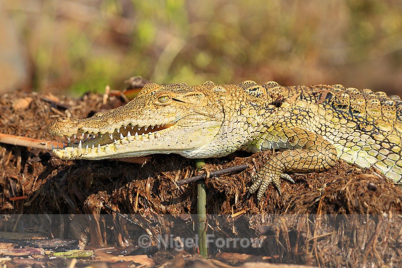 Nile Crocodile on the edge of the lake - REPTILES & AMPHIBIANS