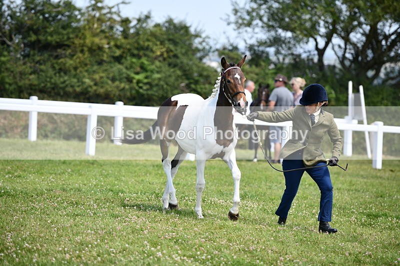 DSC_7497 - Class 63: Coloured Horse Youngstock
