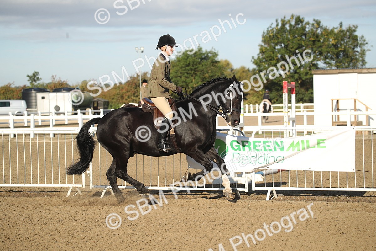 SBM_11522 - Class 502 - Riding Club Horse