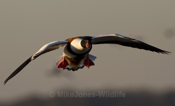 FLYING SHELDUCK - SHELDUCKS
