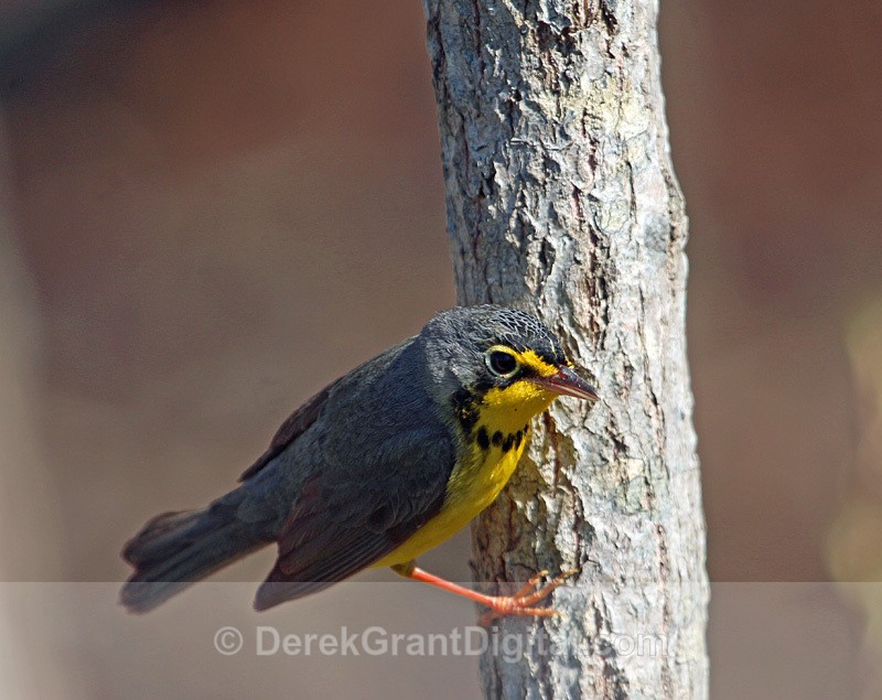 Canada Warbler (m) - Birds of Atlantic Canada
