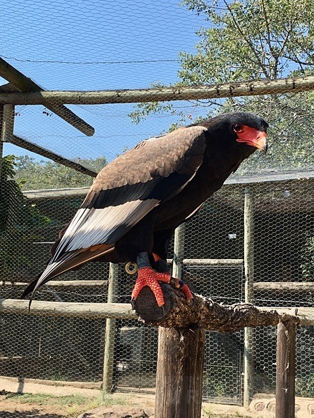 A Bataleur - SA - BIRDS & INSECTS