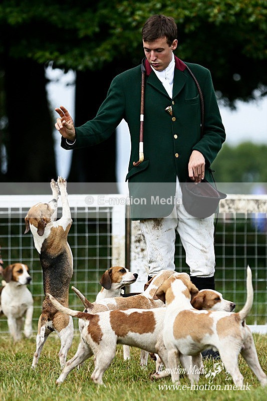 _LES3825a - Dogs