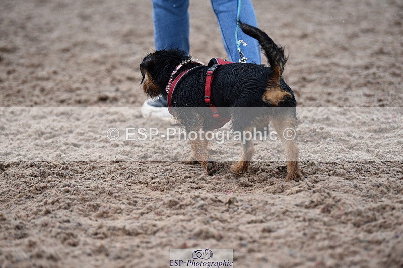 240518A-132818-01307 - Cls 8 Dog the judge would most like to take home