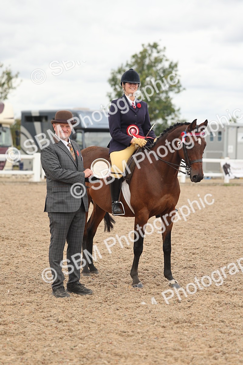 SBM_16067 - Class 311 - Ridden Show pony-Show hunter Pony