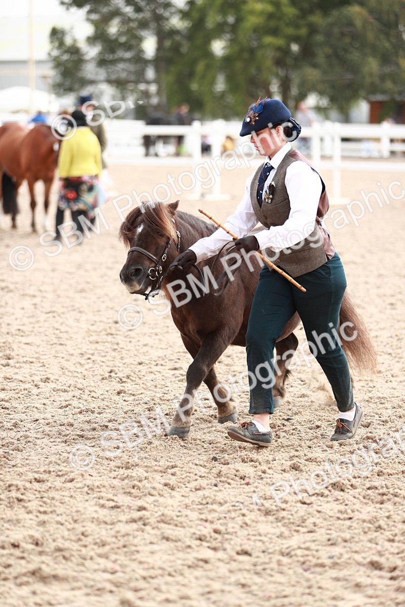 SBM_11899 - Class 206 IH Non Show Type Pony