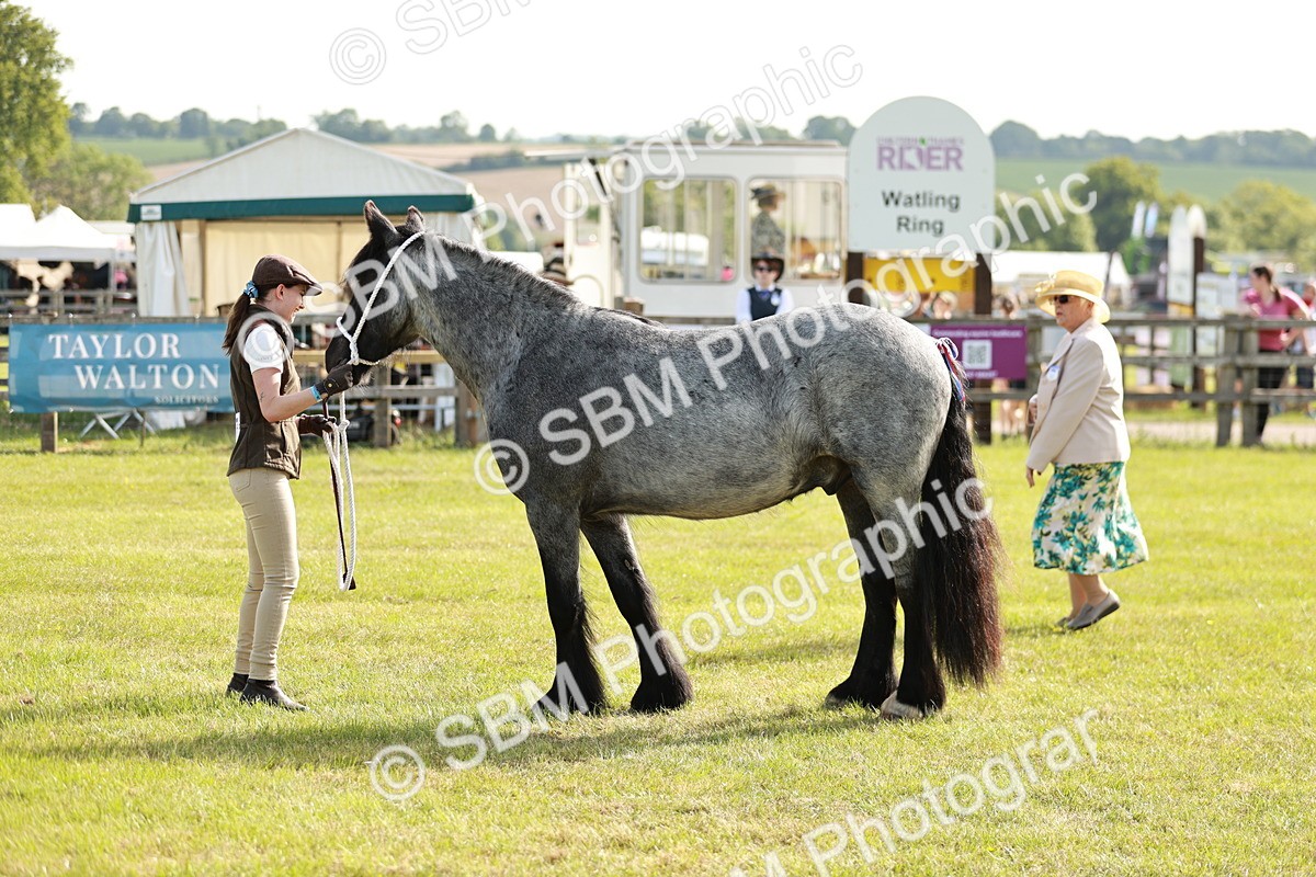 SBM_00737 - Class 14-23 - Mountain & Moorland In Hand Non Welsh