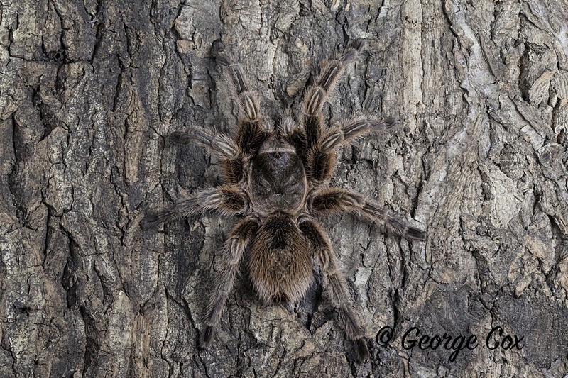 Chilean Rose Tarantula - Macro day with Chameleon Photography