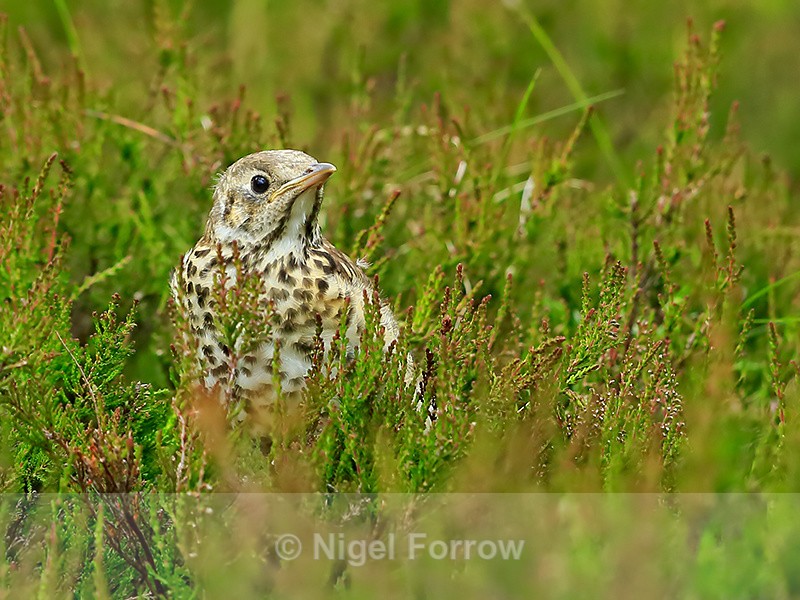 Young Mistle Thrush in heather, Scotland - Mistle Thrush