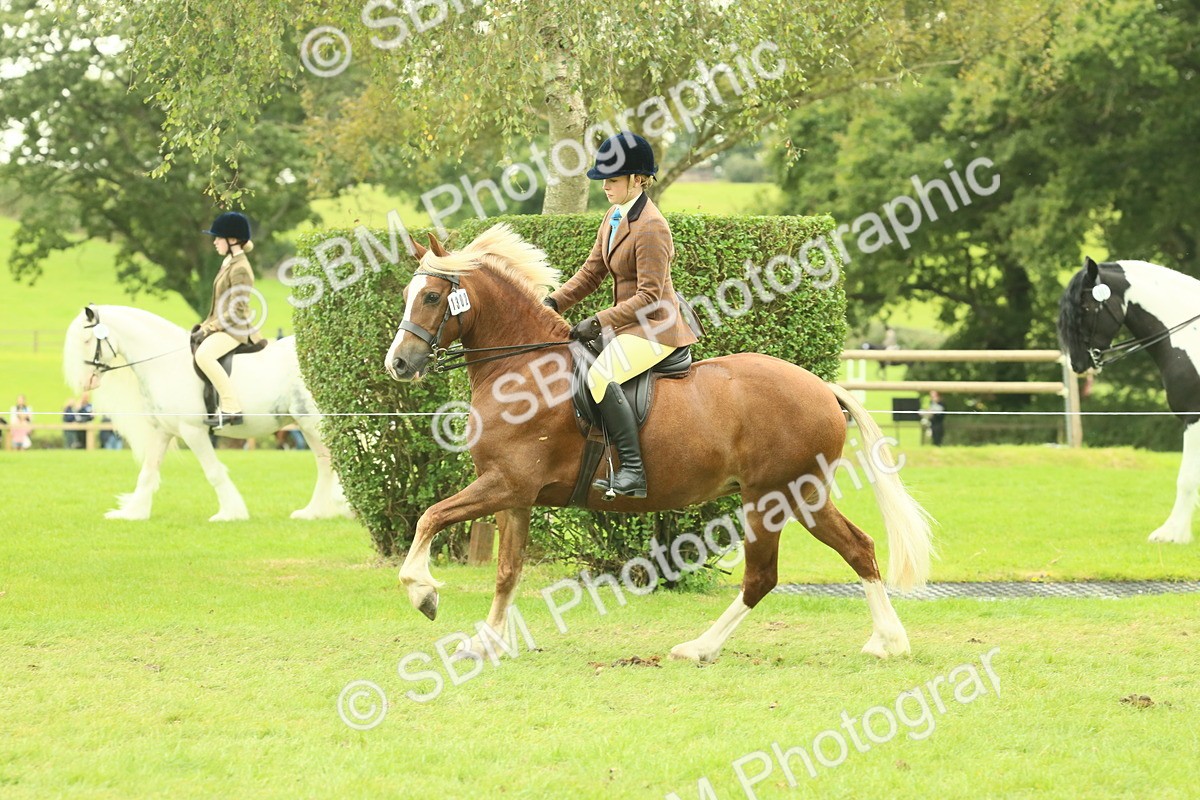 SBM_72064 - S60 - Mountain & Moorland Ridden Large Breeds