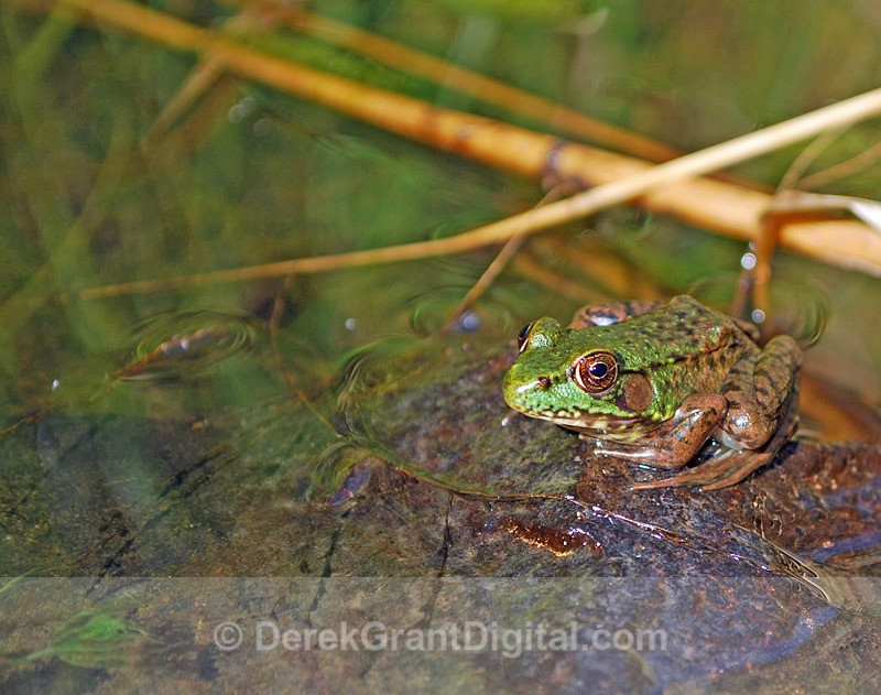 Mink Frog - Mammals, Reptiles & Amphibians
