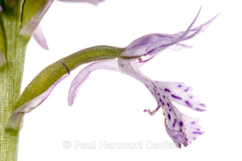  - WB: Orchids - Orchis