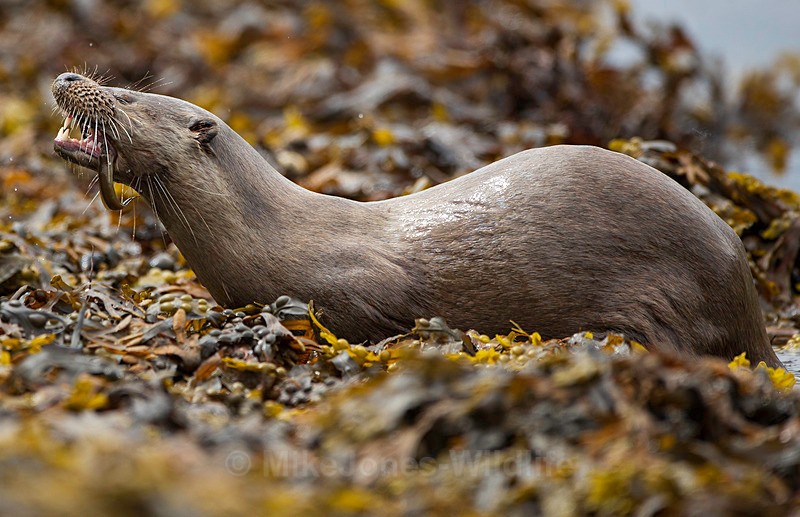 OTTER, ISLE OF MULL, SCOTLAND - ISLE OF MULL WILDLIFE, Wildlife images from the Inner Hebrides