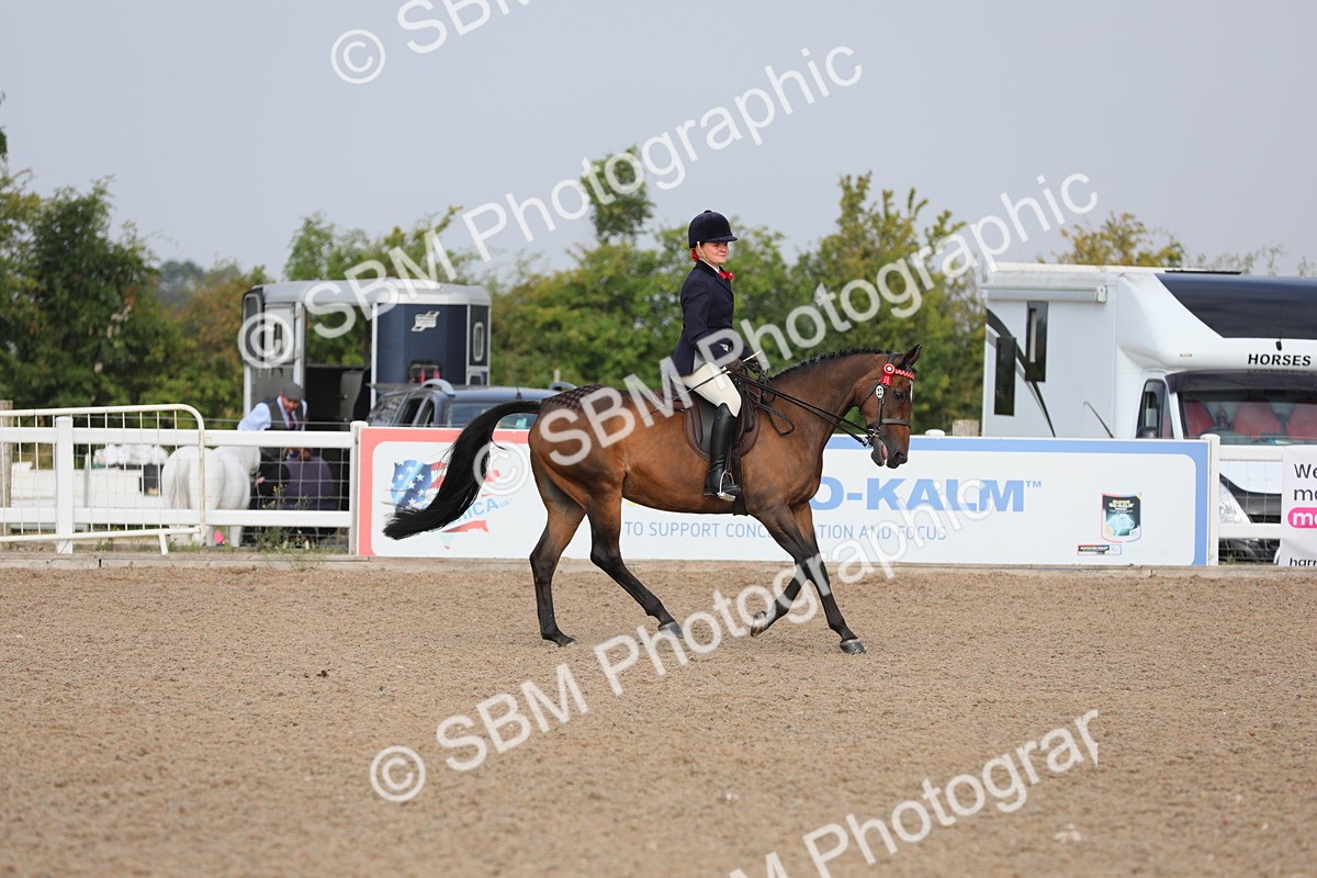 SBM_10677 - Class 303 Ridden Pure Bred Horse/Pony (excl M&M)