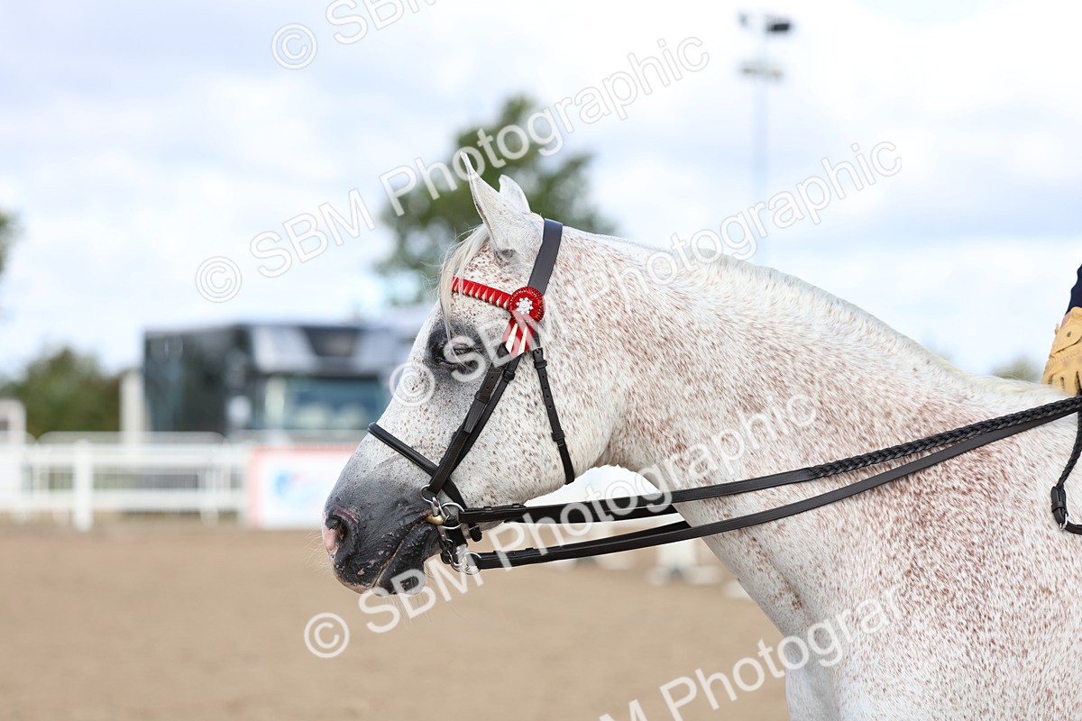 SBM_09157 - Class 303 - Ridden Pure Bred Horse Pony