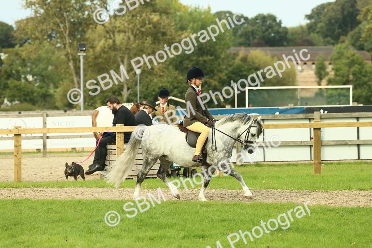 SBM_69846 - S59 - Mountain & Moorland Ridden Small Breeds