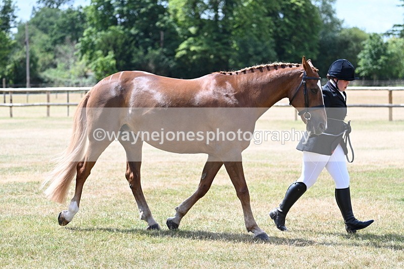 WJ7_2004 - Class 4a Prettiest Mare 14.2hh and over hand